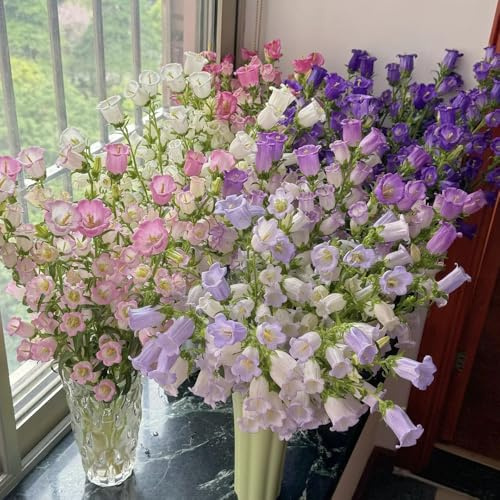 semi resistenti di campanula all'esterno campanula di recisi per il giardino perenne resistente tappezzante 70pcs