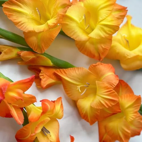 10bulbi di gladioli per luoghi soleggiati, giardino di gladiolo cipolle fresche, decorativi bouquet, balcone aconiti invernali