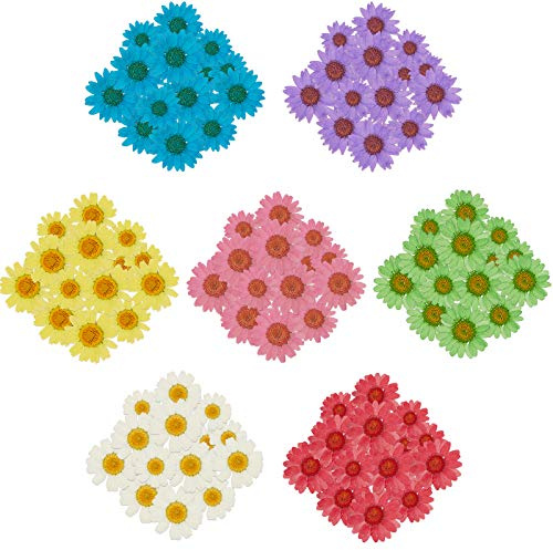 Nuanchu 84 Pcs Pressed Flowers Real Dried Daisies Colorful Pressed Daisy Flowers Dried Flowers for Resin Crafts Mold Jewelry Making Candle Nails Decoration, 7 Bags