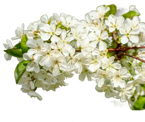 Lilac Tree, Syringa Vulgaris 'Madame Lemoine', Large Plants in 10 Litre Pots, 80cm to 100cm Height, White Lilac, Fragrant, Garden Ready and Ready to Plant, Premium Quality Shrubs (1)