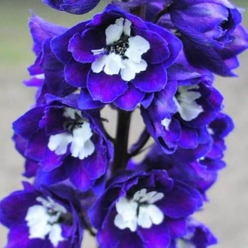 Pianta vera di Delphinium Magic Fountain Dark Blue/White Bee - Diametro Vaso Ø 14 cm