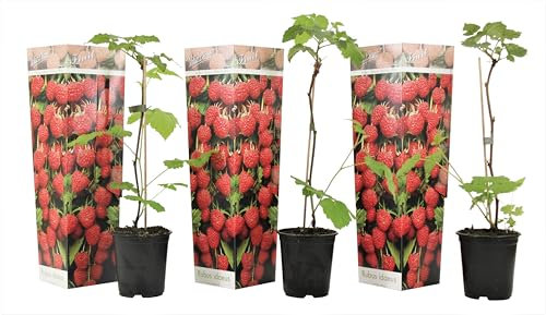 Plant in a Box - Rubus ideaus 'Autumn Bliss' - Lampone - Piante da frutto - resistenti - Set di 3 - Vaso 9cm - Altezza 25-40cm
