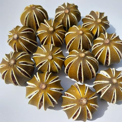 Dried Whole Green Limes, Fresh Citrus Scent, for Table Decorations, Floral Arrangements, Christmas Decorations, Potpourri, Wreaths, Home Decor