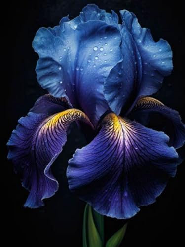 Iris Rhizome.Strong Plants That Grow Well Mix Golden Jade Carving Feels Beautiful-4 Rhizome-C