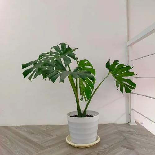 Organic 80pcs Monstera Plant Seeds