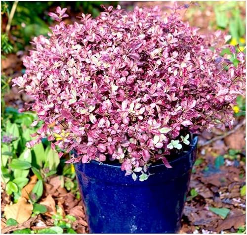 GrowOn Shrubs Dwarf Pittosporum Tenuifolium 'Bannow Bay' | Evergreen Shrub | Outdoor Garden Ready Plant | Spring and Summer Flowering | Purple Flowers