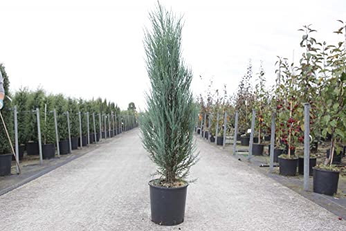 Suttons Juniperus Scopulorum 'Blue Arrow' Evergreen Foliage Garden Tree Rocky Mountain Juniper Hedge Low Maintenance Distinctive Juniper Aroma 1 x 3 Litre Pot