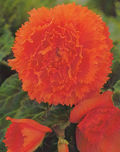 Begonien Fimbriata gefranste gefüllte in orange Knollenbegonien Blumenzwiebeln (5 Blumenzwiebeln)