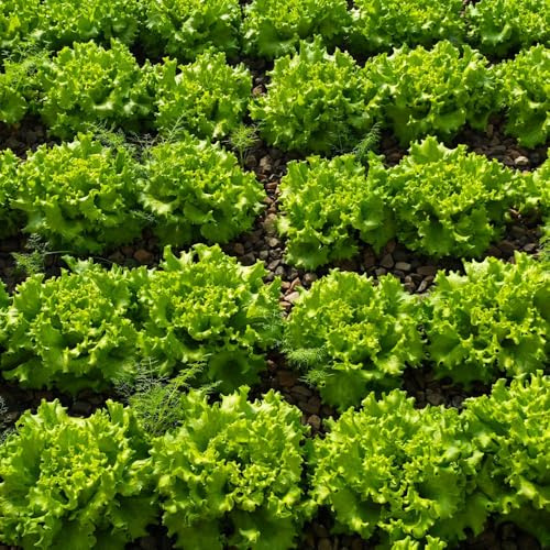 salatsamen, pflücksalat, wintergemüse hochbeet winterharte garten exotische outdoor balkongarten gemüsesamen 55pcs