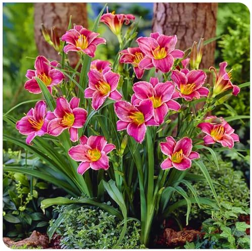 Ideal para Borduras Soleadas -Bulbos de Hemerocallis -Matas Voluminosas y Decorativas -Hemerocallis bulbos-15 Bulbos
