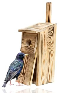 WOODYGIFT Nistkasten für Vögel für Draußen Wetterfest für Stare & Wildvögel – Vogelhaus zum Aufhängen aus massivem Holz – Vogelnistkasten für draußen – Brutkasten 45 mm (Verbrannt)