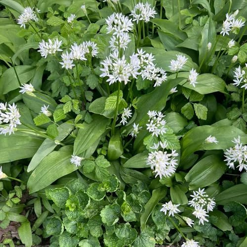 semillas de ajo silvestre organicas - Balcón lecho elevado exóticas variedades antiguas perenne 150pcs