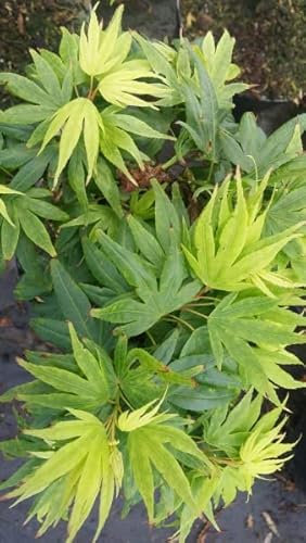 Ahorn palmatum Mikawa yatsubusa - Japanischer Fächerahorn Mikawa yatsubusa