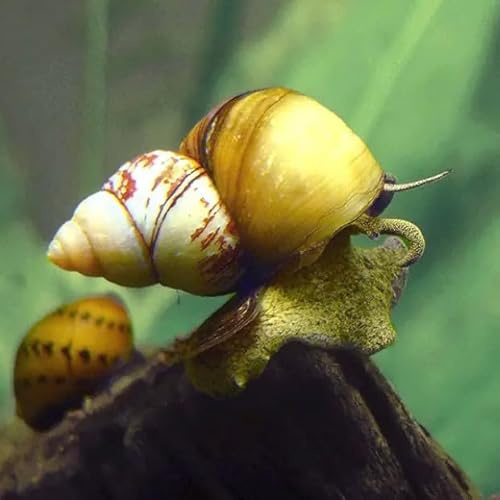 Aquaticheavens Japanese Trapdoor (Pack of 4) - Aquarium Exotic Freshwater Live Snail