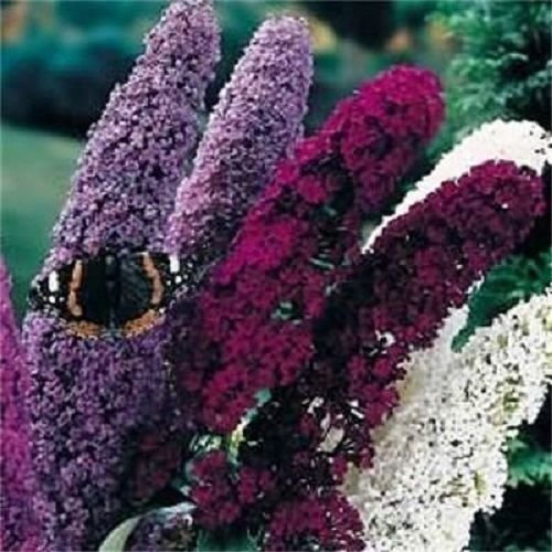 Mélange De Graines De Fleurs De Buddleia Butterfly Bush/Vivace Parfumée Paquet De 100 Graines