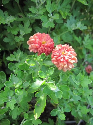 Winteraster - Chrysantheme Herbstbrokat - Chrysanthemum hortorum