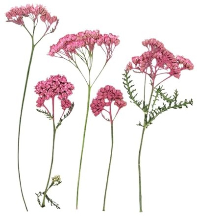 Decorazione artigianale 12pz Piccoli Fiori Secchi Decor, Pressati for Arredamento Casa, Ramo di for Resina Fai da Te(Rose Pink)