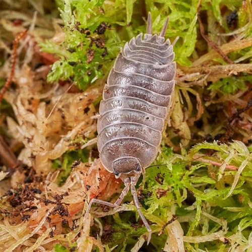 USCAPE Porcellio laevis “Black” Assel - DNZ - 200 STK.
