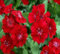 100 semillas frescas de clavel, 100 semillas rojas para plantar.