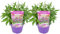 Plant in a Box - Buddleja Candy Little Purple - Set di 2 - Buddleja davidii - Lillà farfalla resistente all'inverno - Fiori Viola - Vaso 19cm - Altezza 30-40cm