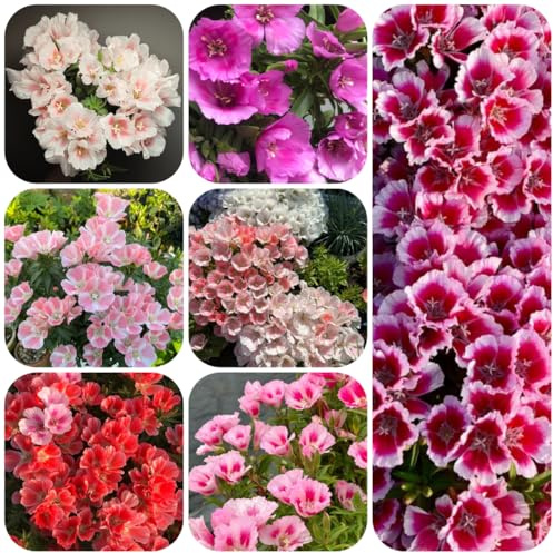 semi di azalea estiva, ornamentali decorazione di azalea estiva, ombra per luoghi soleggiati resistenti all'esterno 300pcs