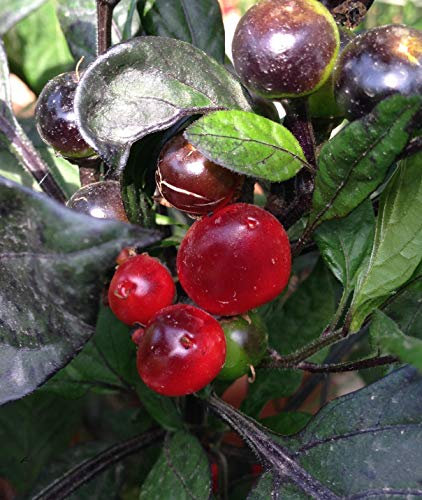 SEMI PEPERONCINI-BLACK PEARL