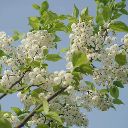 Semillas del árbol de campanilla de invierno, jardín Árbol lirio los valles resistentes balcón, interior, variedades antiguas 200pcs