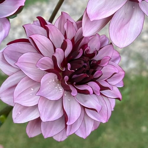 5 pcs dahlien knollen winterhart - dahlien zwiebeln - blumenzwiebeln mehrjährig winterhart, blumen geschenk Dahlia Dahlie zwiebel bienenfreundliche blumen, blumenbeet herbstblumen