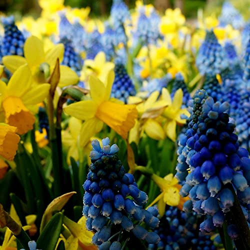 Muscari & Tete a Tete Daffodil Bulbs - Big Mix (180 Bulbs), Spring Bulbs for Planting Now UK – Plant Bulbs for a Stunning Spring Display – Muscari Bulbs & Daffodil Bulbs UK by Jamieson Brothers®
