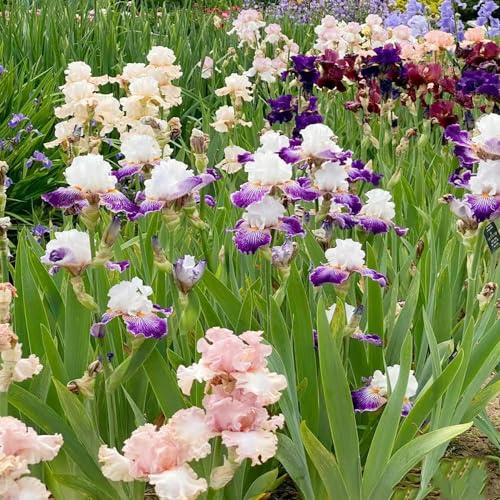 Bulbos de iris - de balcón primavera resistentes en macetas al aire libre resistentes para jardines rocas cobertura del suelo bulbos decoraciones 4pcs