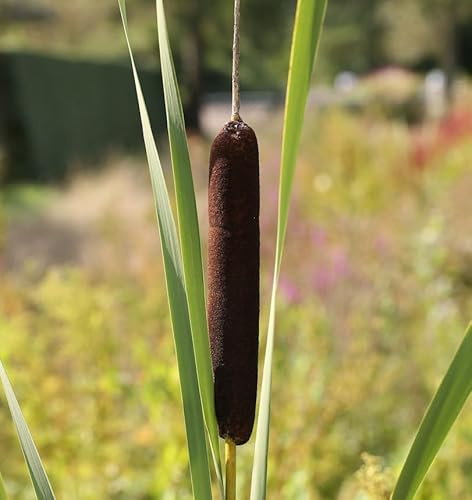 Feinblättriger Rohrkolben - Typha gracilis - lebende Gartenpflanze aus den Baumschulen