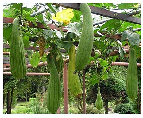 Shop Meeko 10 Samen: Luffa cylindrica - Sponge Kürbisse - 10 Samen
