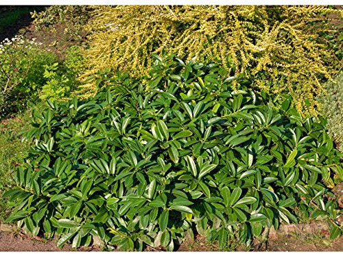 Bodendecker-Kirschlorbeer Mount Vernon - immergrün & winterhart als Bodendecker – Pilzfreie mehrjährige Lorbeerkirsche Prunus Laurocerasus von Garten Schlüter