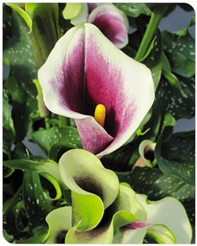 Calla lily Indoor or Outdoor Professional Pots to Grow Simple to Grow Surprise Fall or Spring Pots to Grow -16 bulbs-1