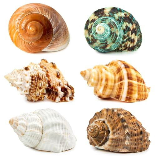 Lot de 6 grands coquillages naturels pour bernard-ermite, taille 7,1 à 9,9 cm, ouverture de 3,8 à 6,3 cm, coquillages turbo pour accessoires de crabe ermite et décoration de plage