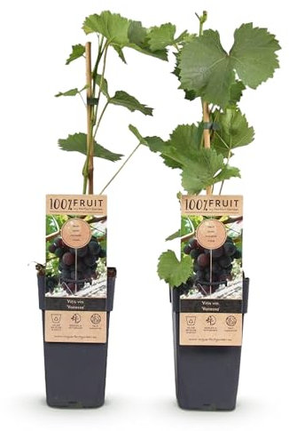 GreenboutiQ - Plante à fruits - Raisin violet - Vitis vinifera Vanessa - Sans pépins - 2 plantes - Pot 15cm Hauteur 50cm