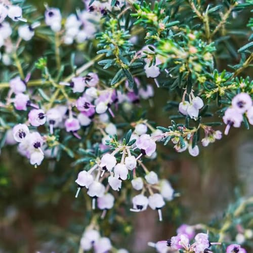 semillas de brezo - decoración de sala estar en jardín rocas mariposa lugares soleados semillas exótico raro cama elevada orgánica 180pcs