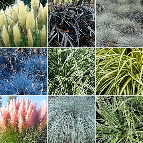 GardenersDream 5 x Mixed Grass Shrubs - Outdoor Garden Ready Ornamental Grasses - Decorative Evergreen Grass Plant for Gardens, Patios, Borders (15-30cm, incl. 9cm Pot)