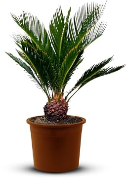 Tropictrees - Cycas Revoluta - Plante à feuillage persistant - Fougère palmiste - Fougère sagou - Plantes d'intérieur - Fougère palmiste japonaise - hauteur 100cm - hauteur de tige 10/15cm