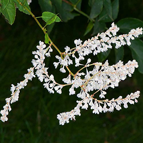 1 X FALLOPIA BALDSCHUANICA LAUBABWERFENDER WEISSER STRAUCH RUSSISCHE REBPFLANZE IM TOPF