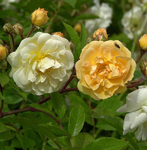 Kletterrose Ghislaine de Feligonde 30-60cm - lebende Gartenpflanze aus den Baumschulen