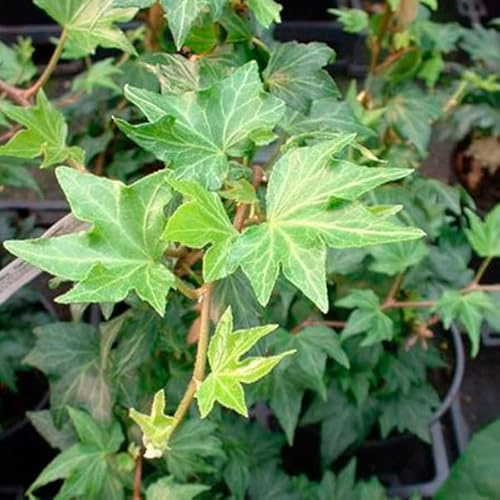 6x Efeu - Hedera helix ‘Green Ripple’ - 9x9 cm Topf - Immergrüne Kletterpflanze