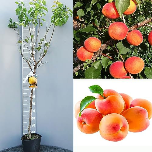 SAVINI VIVAI Pianta di Albicocco Tonda Rossa Piante da Frutto in Vaso 22-24 cm 2-3 Anni Altezza 130-150 cm Made in Italy