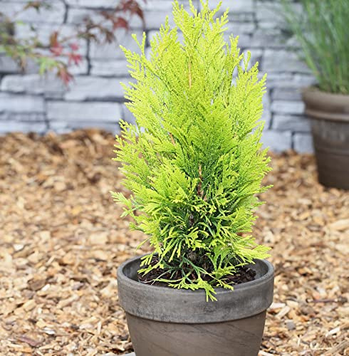 Gelber Lebensbaum 4ever Goldy 25-30cm - Thuja plicata - lebende Gartenpflanze aus den Baumschulen