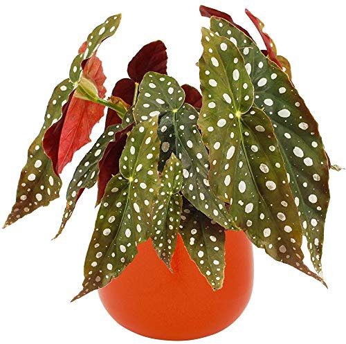 Begonia Maculata | Topfpflanze für Zuhause oder das Büro | (20-30cm inkl. Topf)
