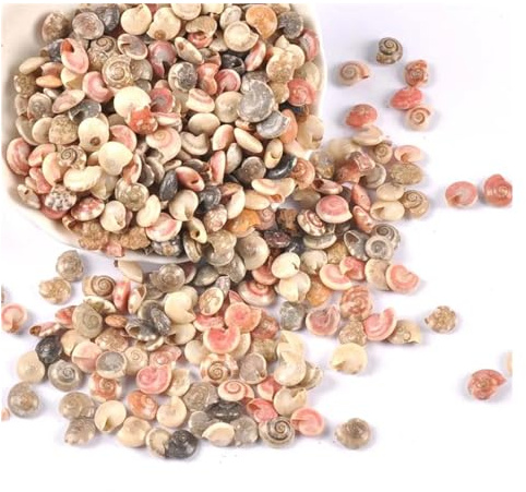 Coquilles de mer Coquilles de mer mixtes, Coquillages for l'artisanat 100 pièces Mini coquillages en spirale Scrapbooking artisanat coquillages for bouteille en verre décoration de la maison bricolage