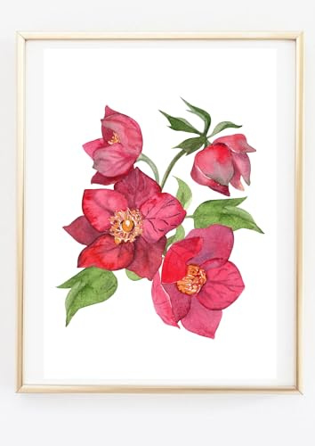 Din A4 Kunstdruck ohne Rahmen - Helleborus Nieswurz Christrose Schneerose - Blume Blüte Magenta - Aquarell Geschenk - Bild Poster Druck