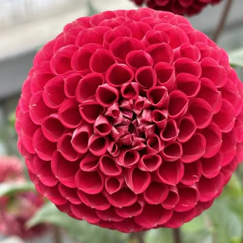 tuberi di dalia esotiche giardino tappezzanti resistenti in vaso 6pcs