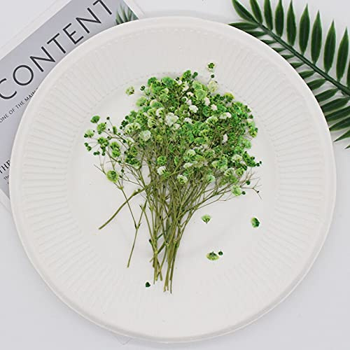 Crysdaralovebi 60 Stück natürliche Schleierkraut, getrocknete Blumen, kleine Blumen, Blumenstrauß, trockene Blumen, Mini-Dekoration, Fotografie-Hintergrund (grün)