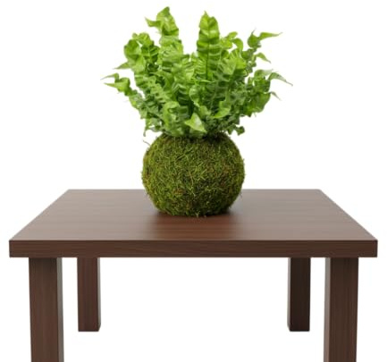 Kokedama Natural Asplenium Helecho Nido de Cuervo Planta Viva | DECOALIVE